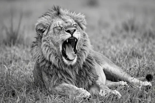 A monochrome male lion lies in savanna grass yawning with its eyes closed.