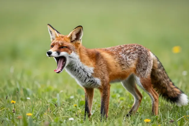 A red fox stands in a grassy summer meadow with its mouth wide open yawning.