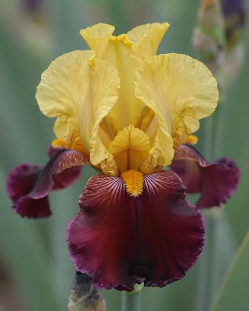Close up macro shot of a bearded iris with upright yellow ruffled upper petals and deep maroon lower petals