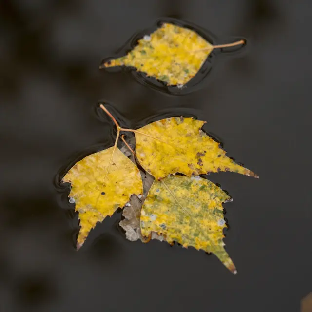 Top-down close-up of yellowing birch leaves floating on calm dark rippled water