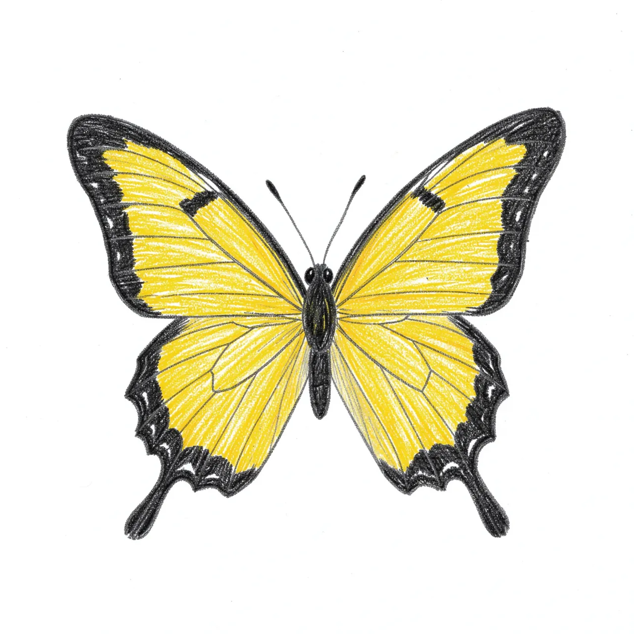 Colored pencil drawing of a yellow butterfly with black wing edges on plain white paper