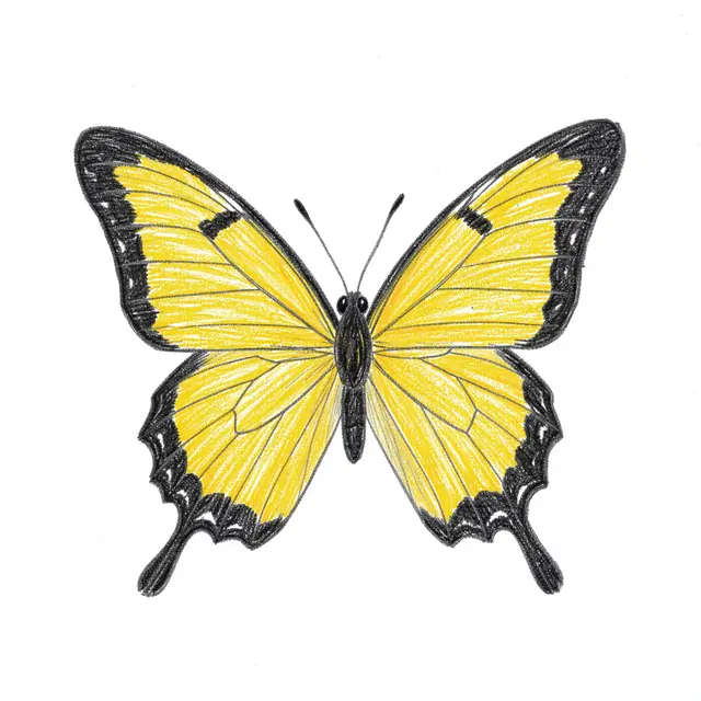 Colored pencil drawing of a yellow butterfly with black wing edges on plain white paper