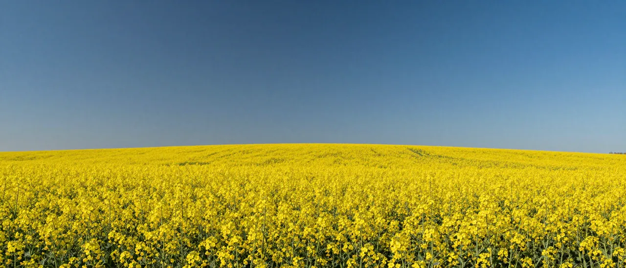 An ultrawide view of a bright yellow canola field stretching beneath a clear deep blue empty sky