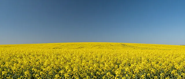 An ultrawide view of a bright yellow canola field stretching beneath a clear deep blue empty sky