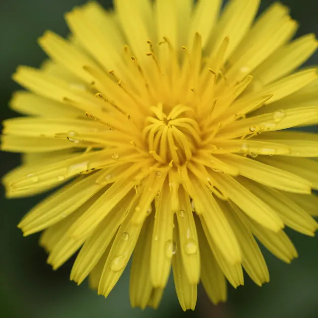 Close-up macro view of a bright yellow dandelion flower dotted with clear water droplets against a soft dark green background