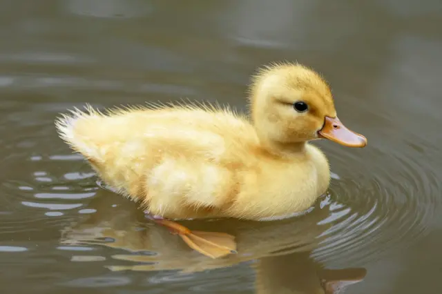 A fluffy yellow duckling paddles gently in calm brown rain puddle water, creating soft ripples.