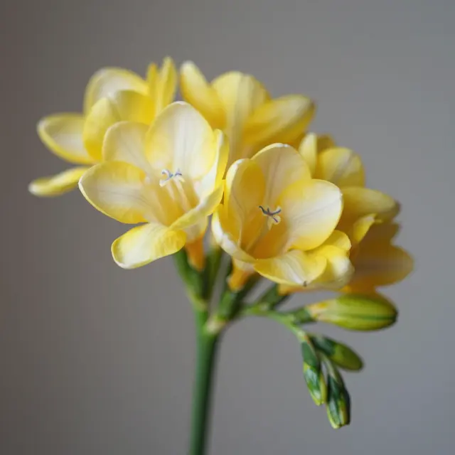 Close-up of blooming yellow freesia flowers and unopened buds against a muted neutral background