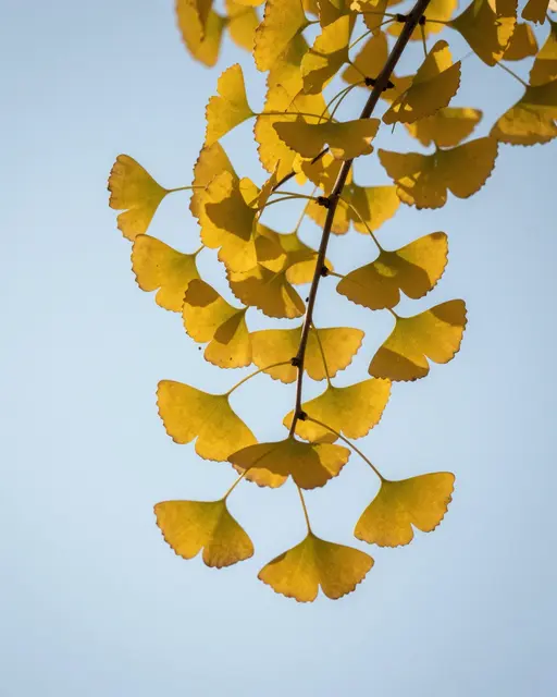 Backlit bright yellow ginkgo leaves hang from a thin branch against a pale clear blue sky