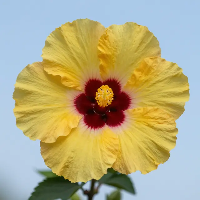 A ruffled yellow hibiscus with a deep maroon center stands against a pale blue sky