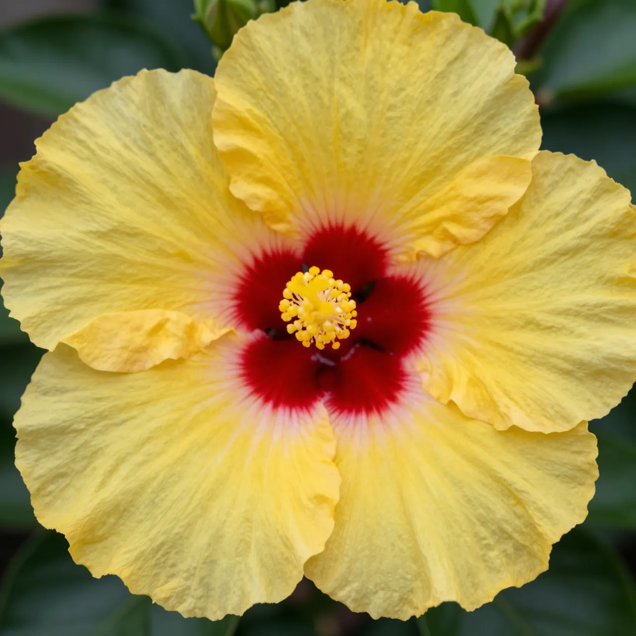 Close-up of a yellow hibiscus flower with a vivid red center against blurred green foliage