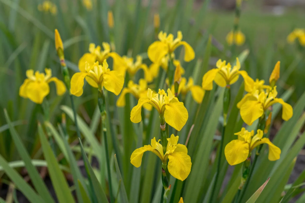 Sharp foreground yellow iris flowers and unopened buds grow among long green marsh foliage with a soft blurred background.