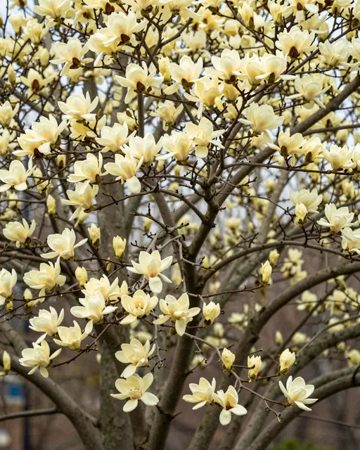 Creamy yellow magnolia flowers bloom densely on bare, thin tree branches against a soft blurred background.