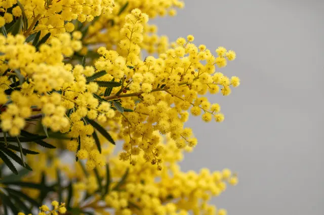 Close up of fluffy yellow mimosa flowers with green leaves against a soft neutral gray background