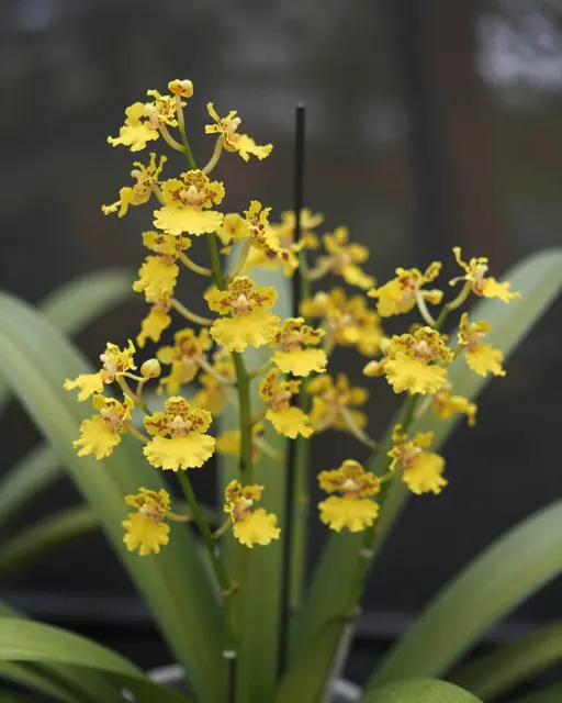 Close up of a blooming oncidium orchid with tiny yellow spotted flowers on branching green stems
