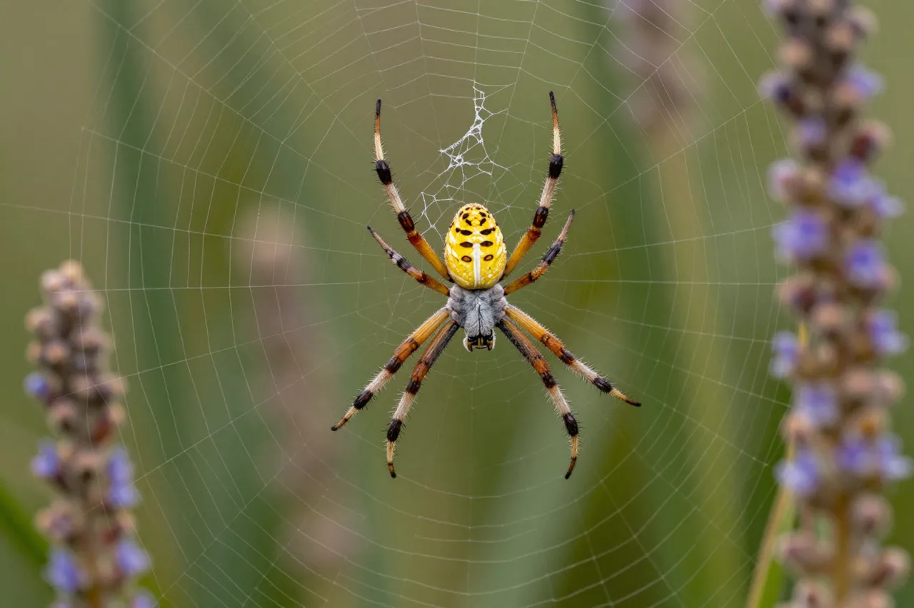 A bright yellow garden orb weaver spider rests centered on its web between tall flowering stems.