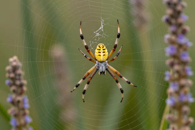 A bright yellow garden orb weaver spider rests centered on its web between tall flowering stems.