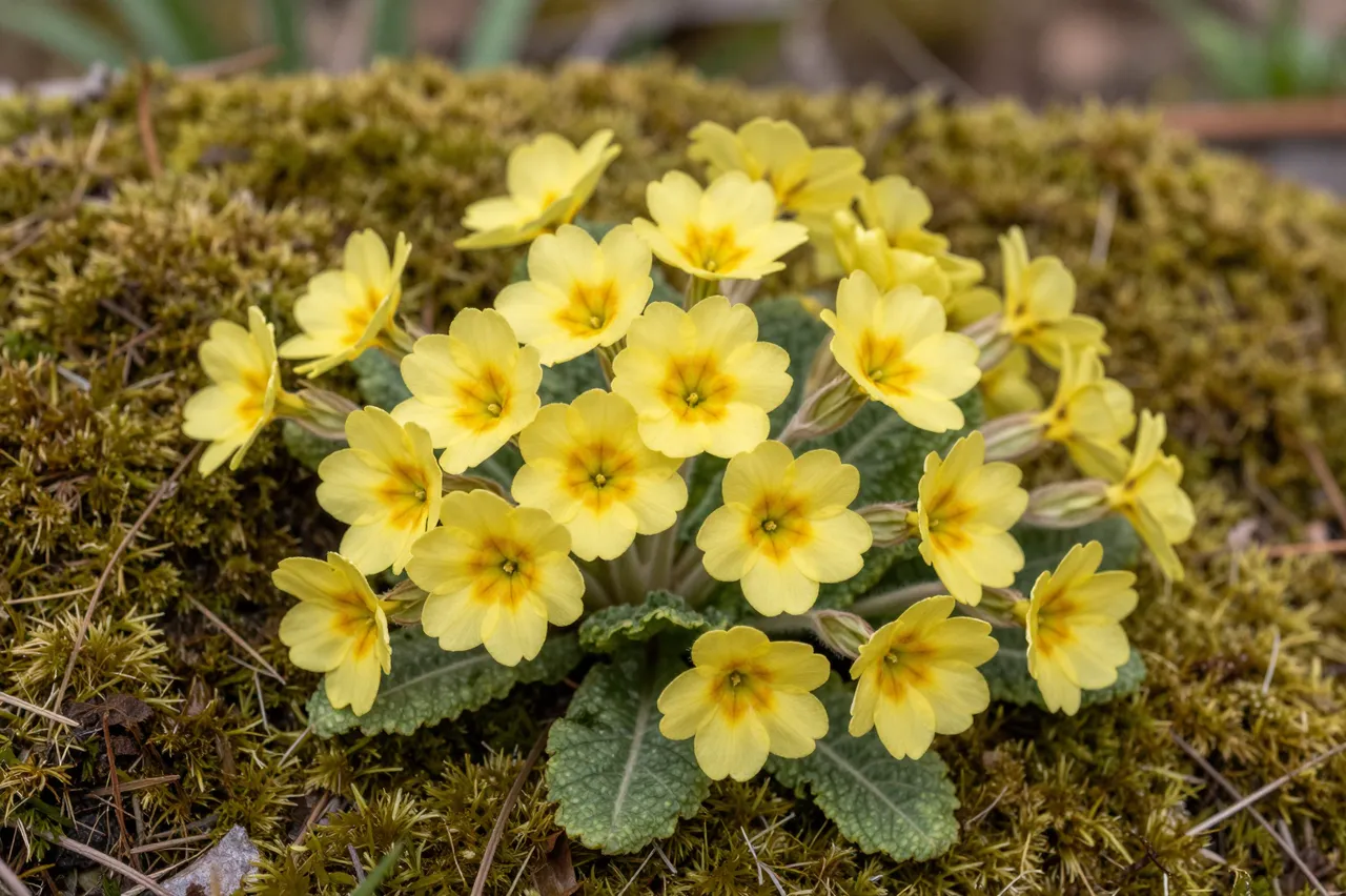A cluster of pale yellow primrose flowers growing atop dense green moss in early spring