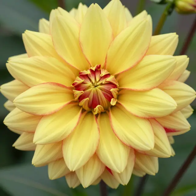Close-up of a pointed-petal yellow and red bicolor dahlia in bright garden light with blurred green foliage in the