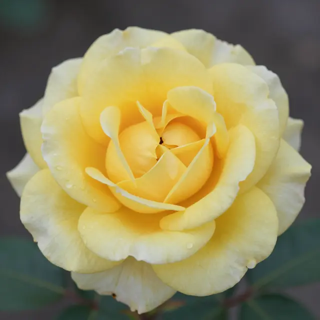A close-up of a pale yellow rose with water droplets on its petals, set against a blurred dark background