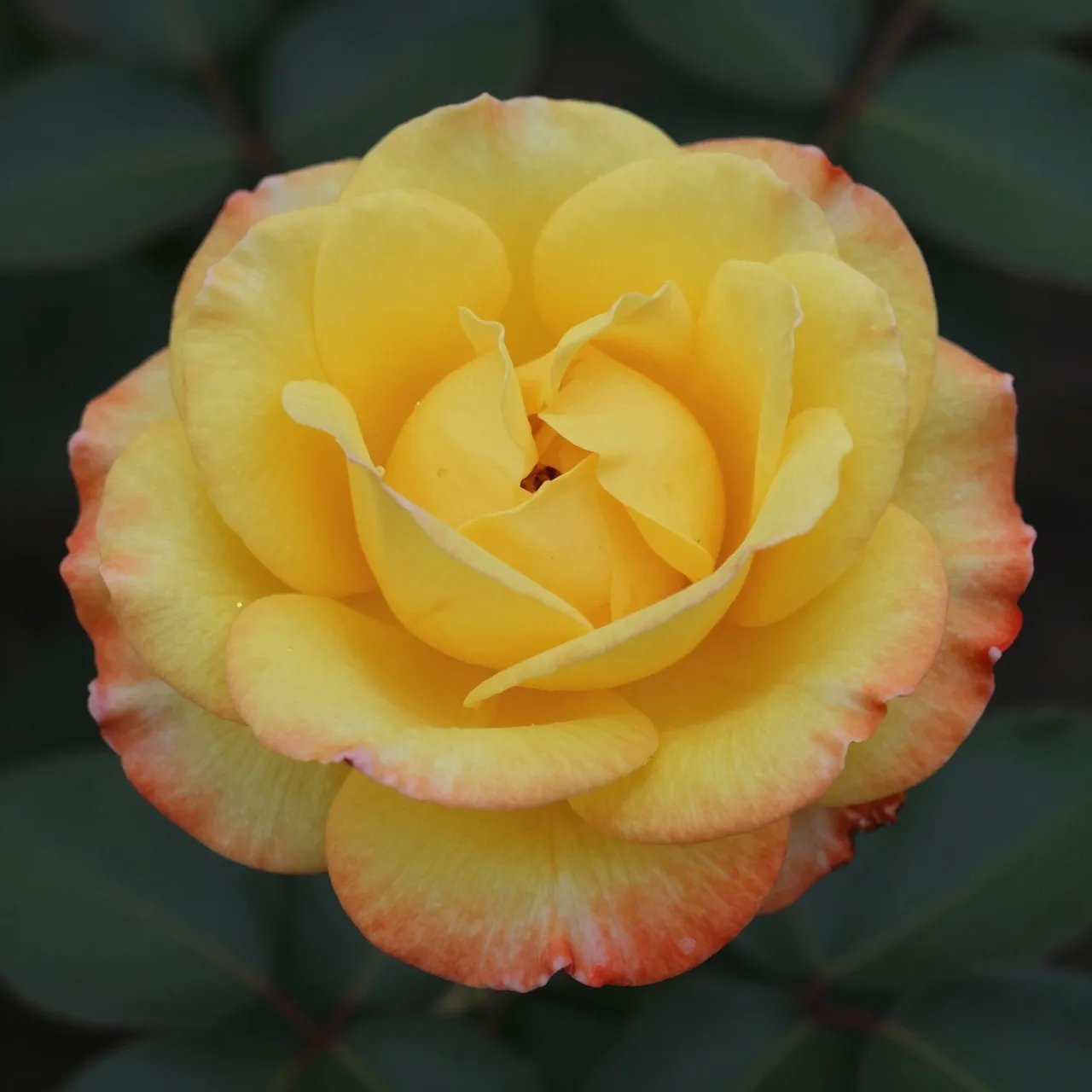 Close-up of a fully opened yellow rose with orange-red petal edges set against dark green leaves