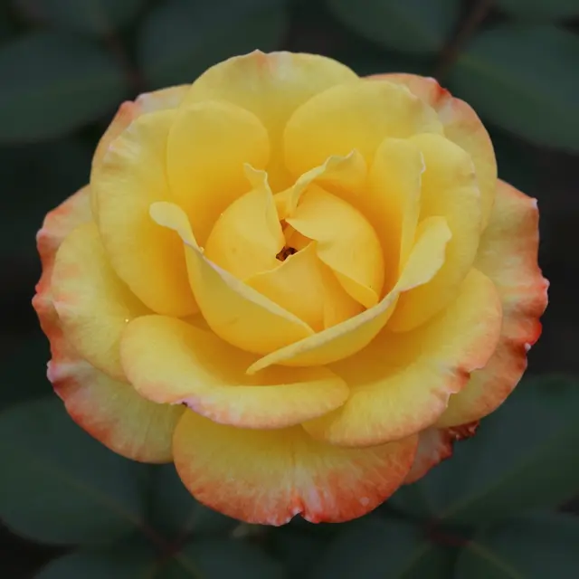 Close-up of a fully opened yellow rose with orange-red petal edges set against dark green leaves