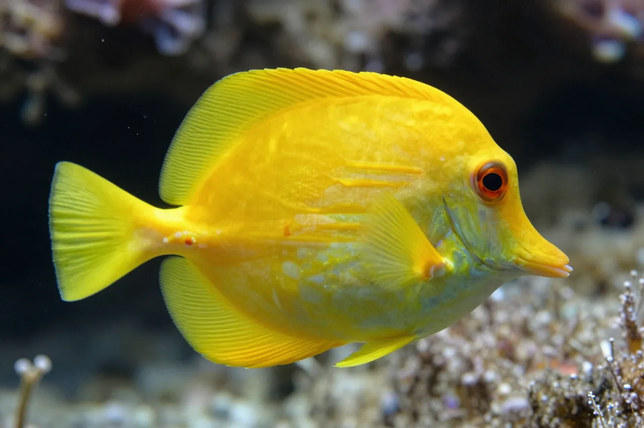 Bright yellow tang fish swimming in sharp close-up above an underwater coral reef.