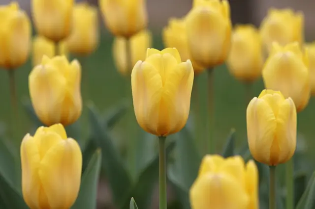 Sharp central yellow tulip stands out among a bed of soft-focus yellow tulips in gentle morning light