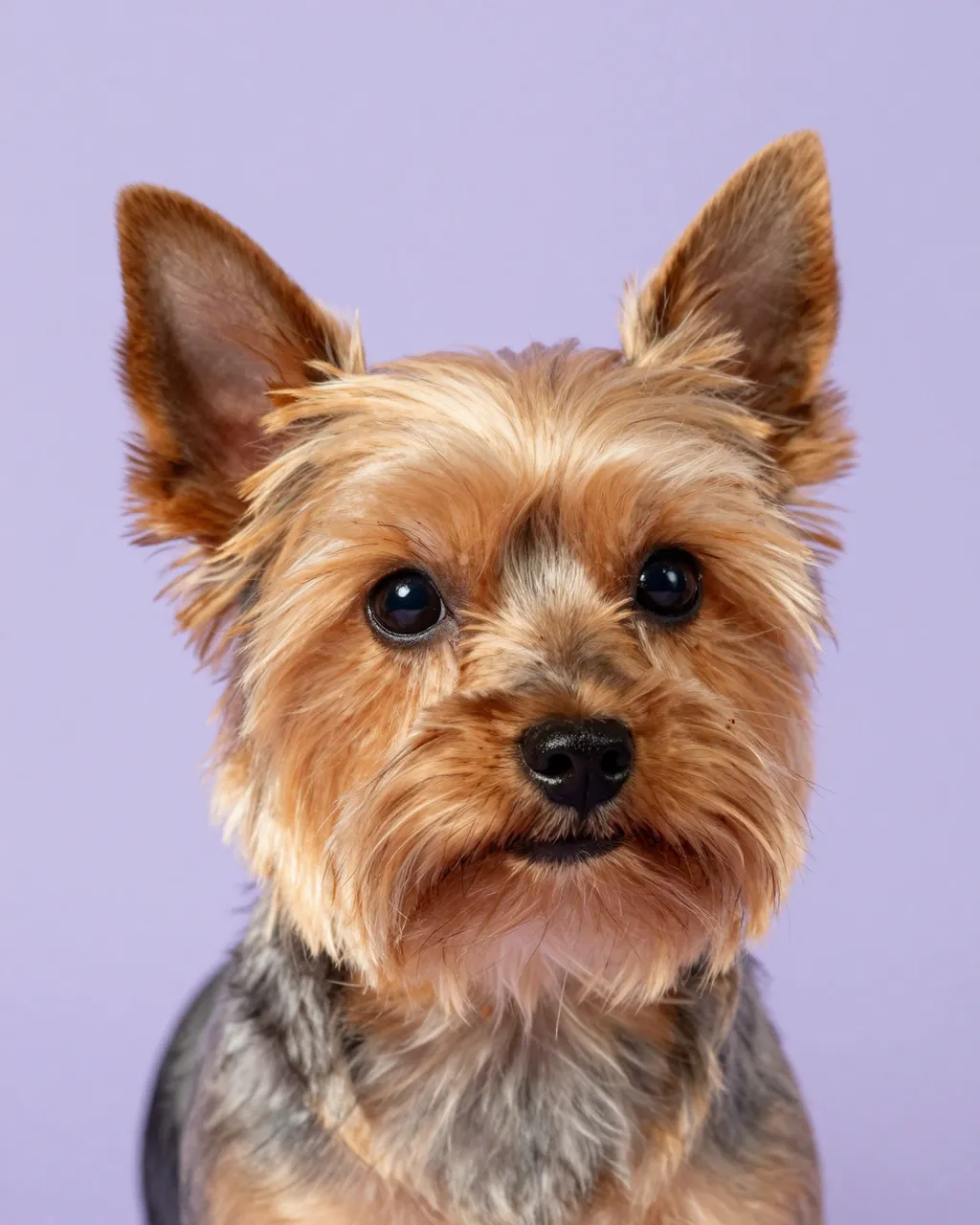 Close-up head portrait of a Yorkshire Terrier looking directly at the camera against a pale purple backdrop