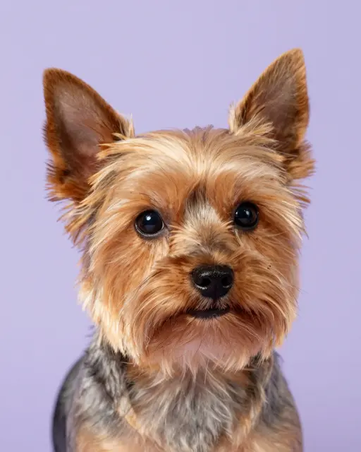 Close-up head portrait of a Yorkshire Terrier looking directly at the camera against a pale purple backdrop