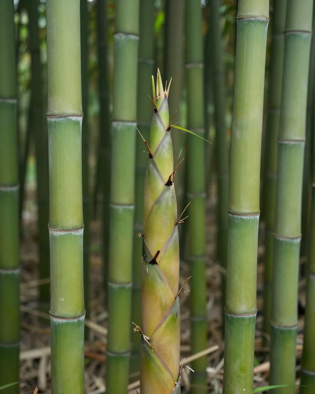 A fresh growing bamboo shoot stands centered among tall mature green bamboo stalks in a grove