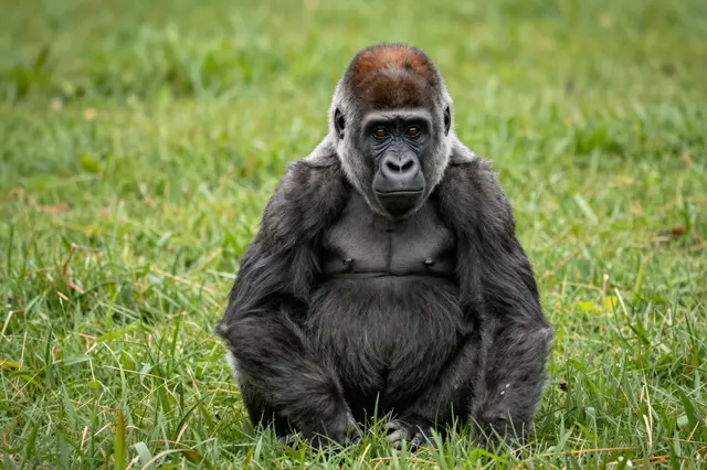 A young gorilla sits upright facing the camera on lush green grass