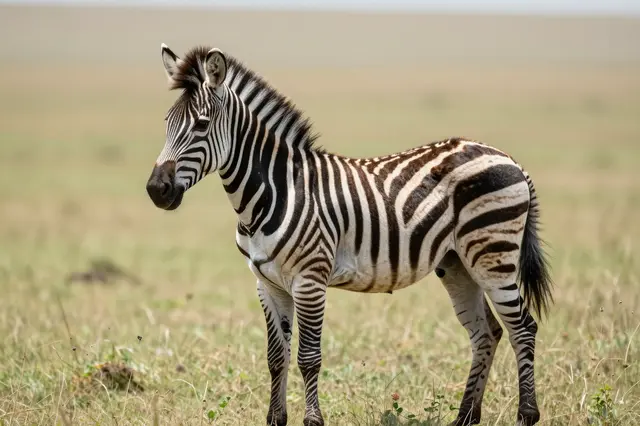 A young zebra foal stands alert facing left on open sunlit savanna grass
