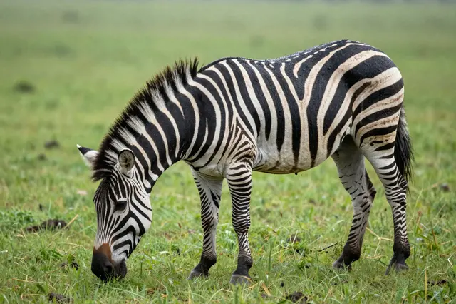 A wet striped zebra bends its head to graze on lush green grass in an open misty plain