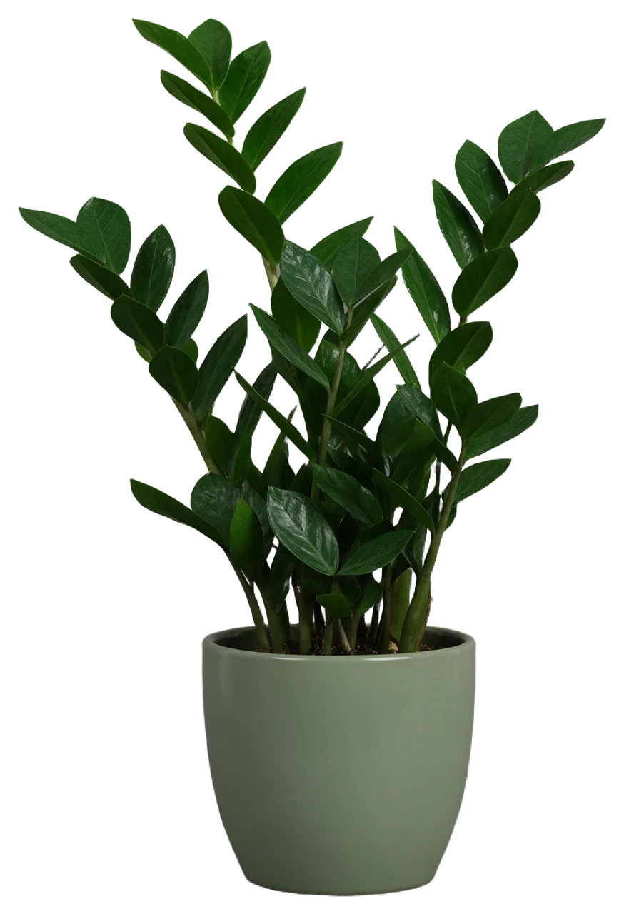 Glossy dark green ZZ plant growing in a plain matte sage ceramic pot