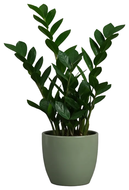 Glossy dark green ZZ plant growing in a plain matte sage ceramic pot