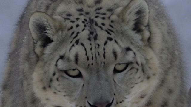 Precise, 1440p upscale, close-up at full size