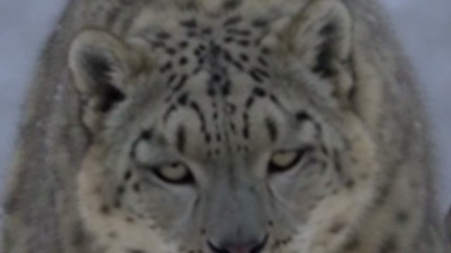 Precise, 480p source stretched, close-up at full size