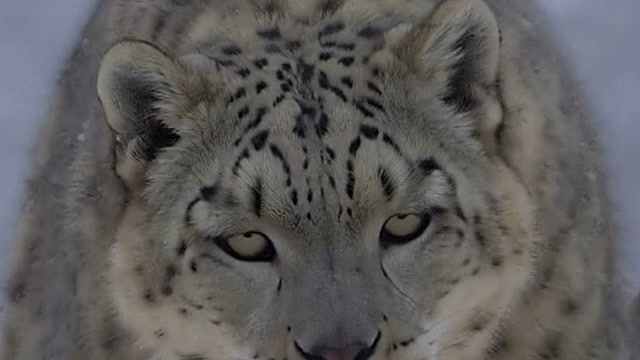 Snow leopard, 1440p upscale, close-up at full size