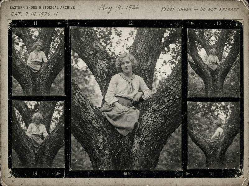 1926 vintage contact proof sheet with sequential photos of a young 1920s woman seated in a large tree.