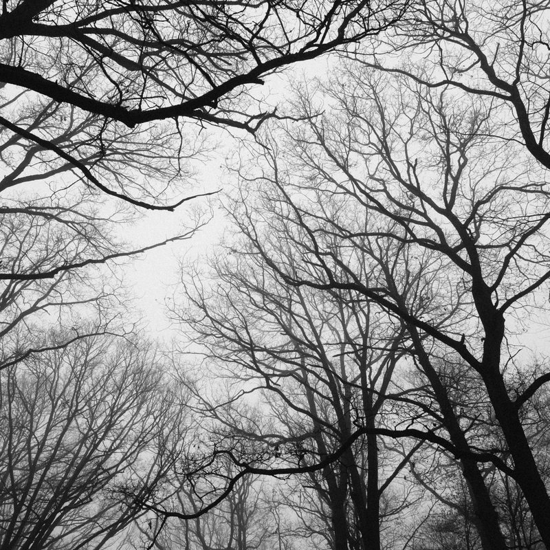 Black and white image of leafless tree branches reaching toward the sky in a foggy forest