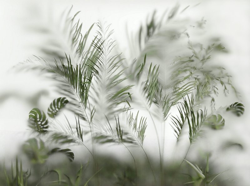 Tropical palm fronds and leafy plants with soft focus against a white background.