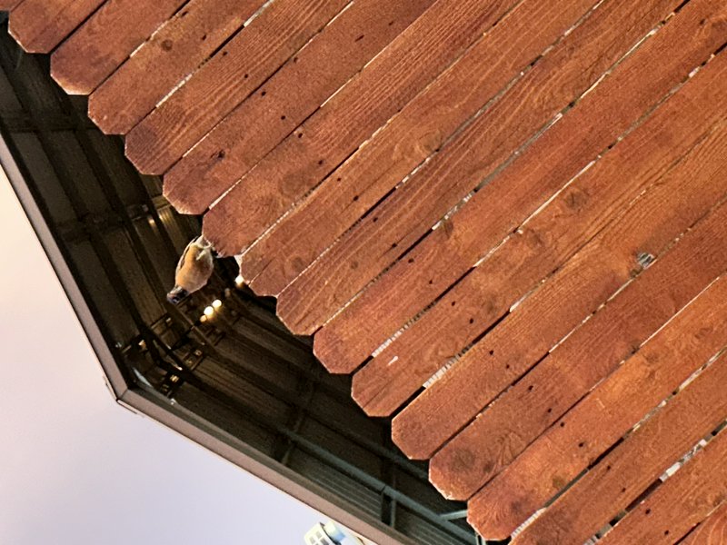 Angle shot of brown wooden roof shingles with a person on a balcony railing.