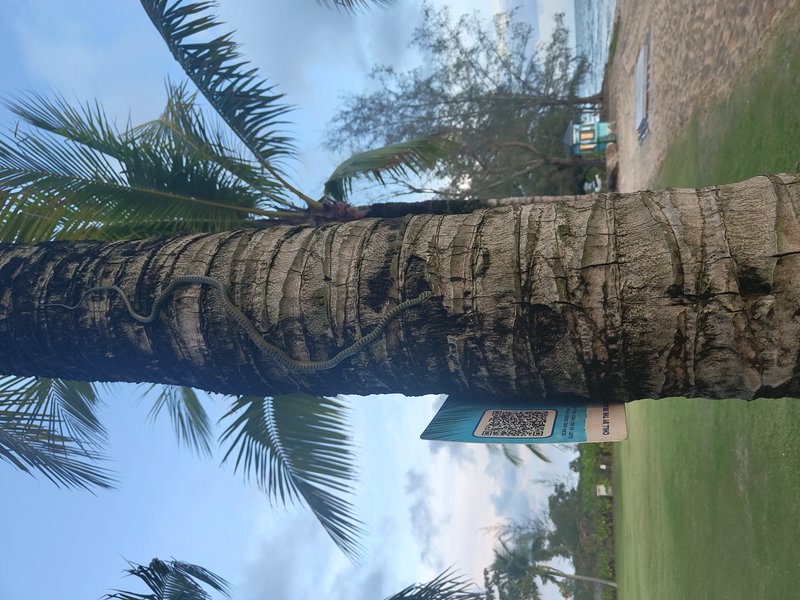 Slender gray tree snake climbing a textured coconut palm trunk, QR code sign affixed to the tree ...