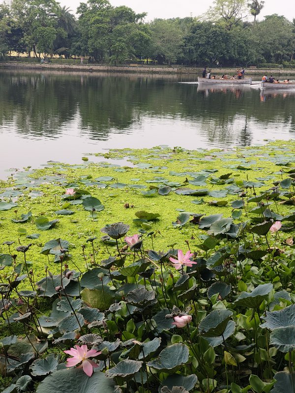 Lotus flowers and lily pads on a calm pond with boats and trees in the background