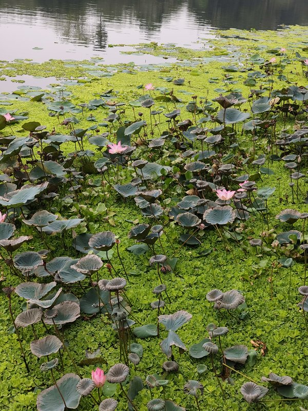 Calm pond covered in green duckweed, with scattered blooming pink lotus flowers and maturing/wilt...