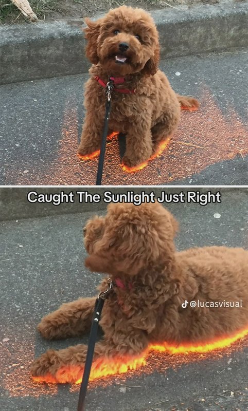 Two-panel funny meme of a curly brown poodle where sun glare creates an illusion of glowing fiery...