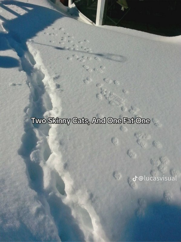 Deep snow covered rooftop with winding cat paw print trails, overlaid meme text reading "Two Skin...