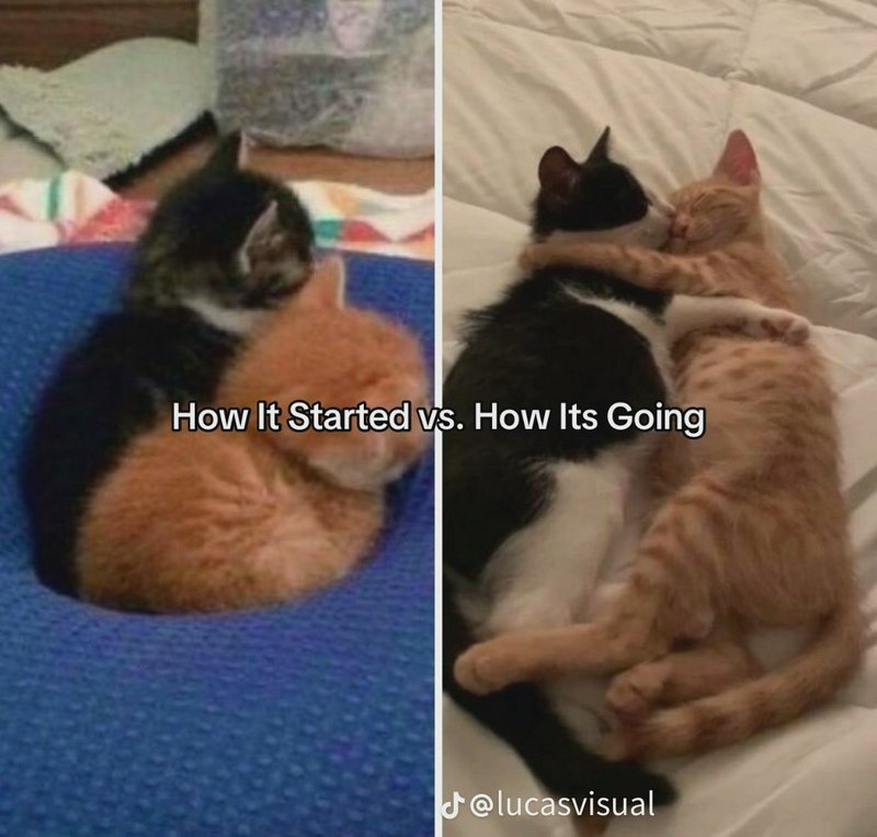Side-by-side "How It Started vs How It's Going" meme tracking two cuddling kittens that grow up t...