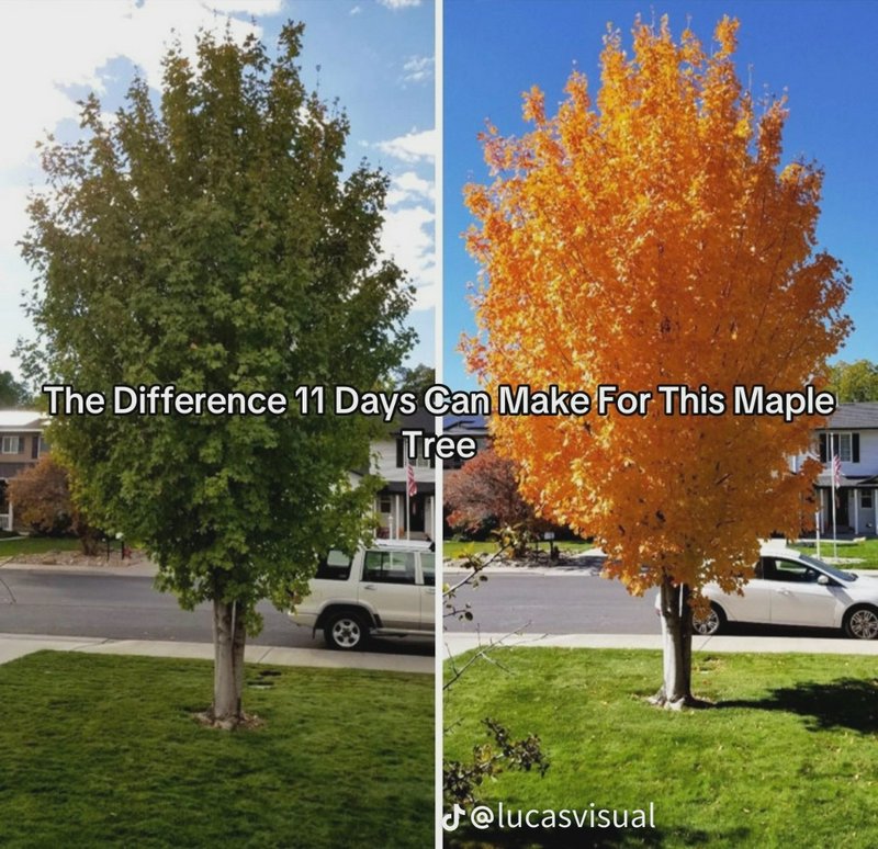 Side-by-side comparison of the same maple tree, showing its transformation from green summer foli...