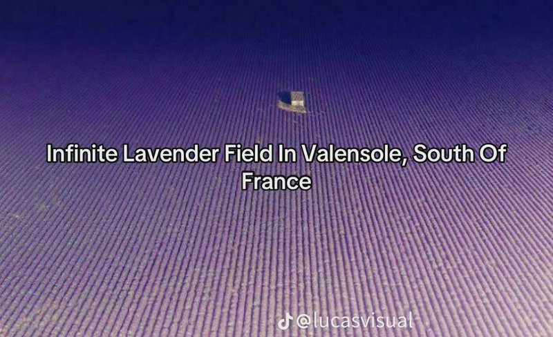 Aerial drone view of vast neatly rowed purple lavender fields with a tiny isolated stone building...